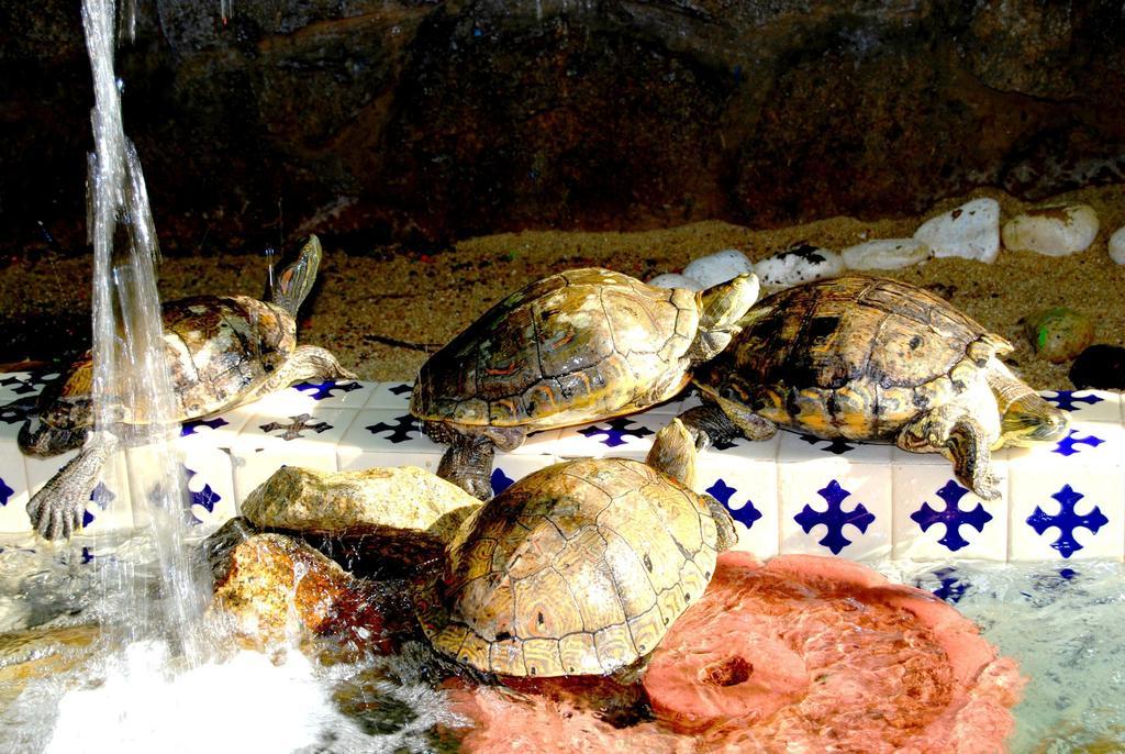 Hotel Acapulco Tortuga Экстерьер фото